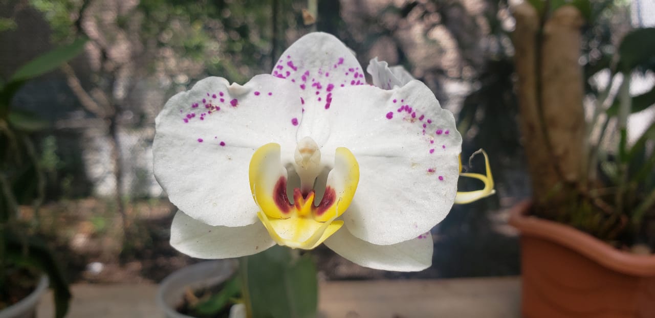 Imagem traz em primeiro plano uma orquídea branca com detalhes em rosa e amarelo. Ao fundo, vasos e folhas verdes.